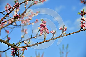 Blooming pink peach blossoms on tree stick on blue sky background in the begining of springÑŽ