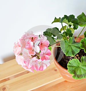 Blooming pink pelargonium house plant in terracotta pot on wooden box