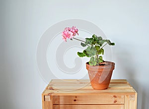 Blooming pink pelargonium house plants in terracotta pot on wooden box