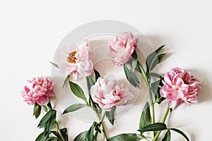 Blooming pink peonies flowers with green leaves isolated on white table background. Floral frame, banner. Flat lay, top