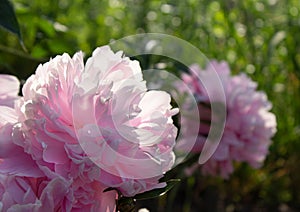 Blooming pink peonies in the garden