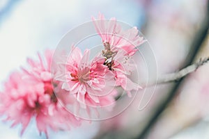 Blooming pink peonies over blue sky background