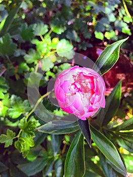 Blooming pink peony bud in the thickets of grass