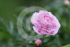 Blooming pink peony flower in soft focus outdoor close-up macro.