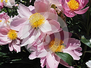 Blooming Pink Peony Flowers with Bumble Bees