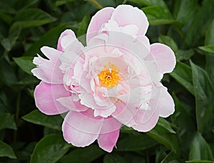 Blooming pink peony in the garden in summer