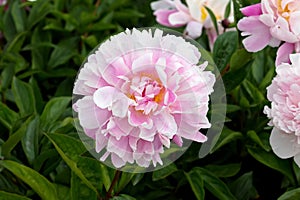 Blooming pink peony in the garden in summer