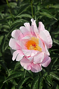 Blooming pink peony in the garden in summer