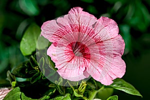 Blooming pink Petunia flowers on a green background