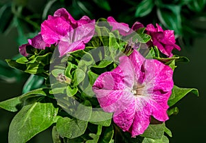 Blooming pink Petunia flowers on a green background