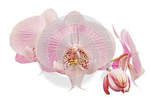 Blooming Pink Phalaenopsis Orchid Flowers Isolated on White Background with Clipping Path