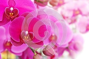 Blooming Pink Phalaenopsis Orchid Flowers on Natural Blurred Background with Copy Space