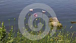 Blooming pink poppy on a background of water