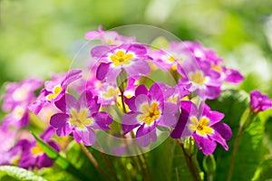 Blooming pink primrose or primula flowers in a garden