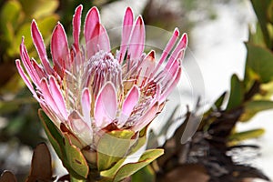 A blooming pink protea