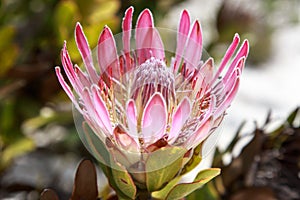 A blooming pink protea