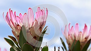 A blooming pink protea