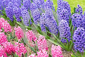 Blooming pink and purple flowers of hyacinth in a spring garden in The Keukenhof in The Netherlands