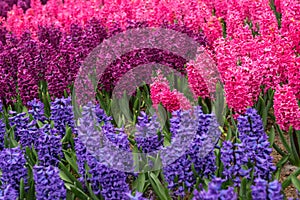 Blooming pink and purple flowers of hyacinth in a spring garden in The Keukenhof in The Netherlands