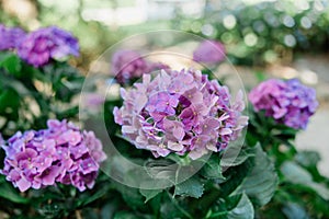 Blooming pink and purple flowers on a large hydrangea bush in the summer