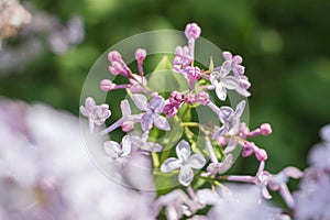 Blooming pink purple lilac flower bush in garden