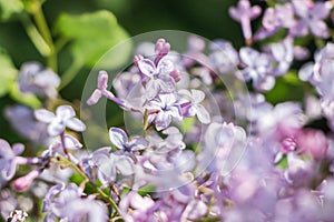 Blooming pink purple lilac flower bush in garden