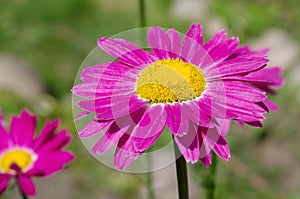 Blooming pink Pyrethrum flower