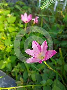 Blooming pink rain lilies also known rosepink zephyr lily Zephyranthes carinata under morning sun in the garden