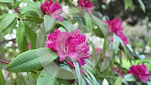 Blooming pink rhododendron