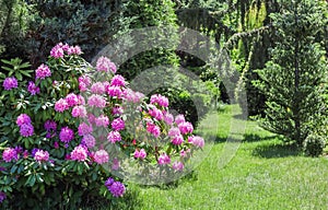 Blooming pink rhododendron bushes in the garden in spring. Gardening concept. Flower background