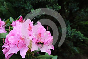 Blooming pink rhododendron flower and bumblebee. Gardening concept. Flower background