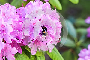 Blooming pink rhododendron flower and bumblebee in the spring garden. Floral background