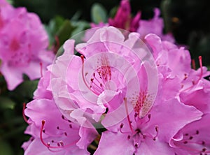 Blooming pink rhododendron flower in spring. Gardening concept. Flower background