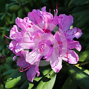 Blooming pink rhododendron flower in spring. Gardening concept. Flower background