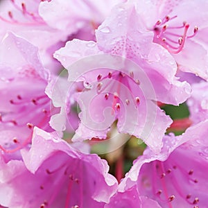 Blooming pink rhododendron flower in spring. Gardening concept. Flower background