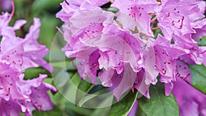 Blooming pink rhododendron flower in spring. Gardening concept. Flower background