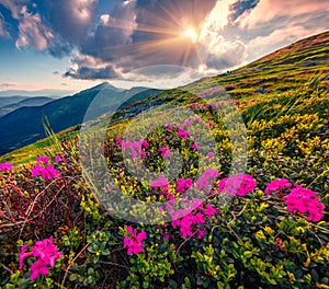 Blooming pink rhododendron flowers on Carpathian mountains.