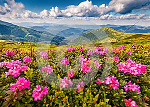 Blooming pink rhododendron flowers on the Carpathians hills
