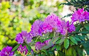 Blooming pink rhododendron flowers in spring. Gardening concept