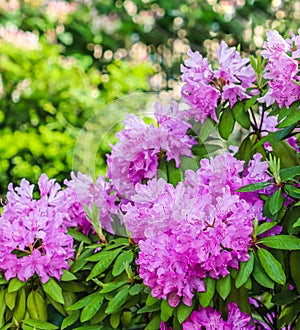 Blooming pink rhododendron flowers in spring. Gardening concept
