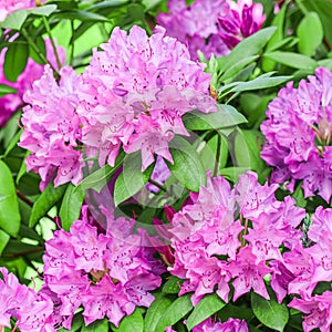 Blooming pink rhododendron flowers in spring. Gardening concept