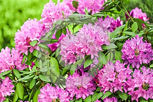 Blooming pink rhododendron flowers in spring. Gardening concept