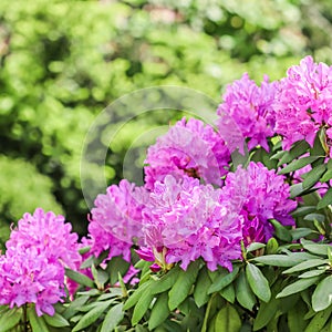 Blooming pink rhododendron flowers in spring. Gardening concept