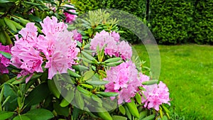 Blooming pink rhododendron flowers in spring. Gardening concept. Flower background