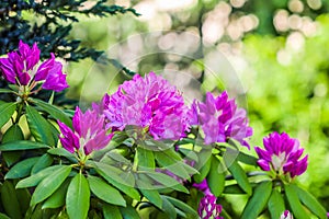 Blooming pink rhododendron flowers in spring. Gardening concept. Flower background