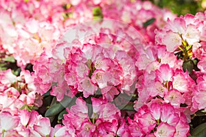 Blooming pink rhododendron in the garden