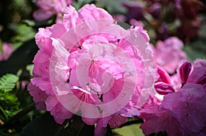 Blooming Pink Rhododendron in a garden, Latvia