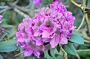 Blooming Pink Rhododendron in a garden, Latvia