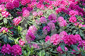 Blooming Pink Rhododendron in a garden, Latvia