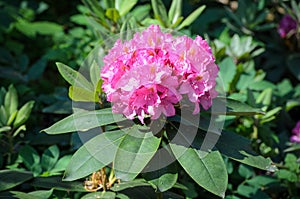 Blooming Pink Rhododendron in a garden, Latvia